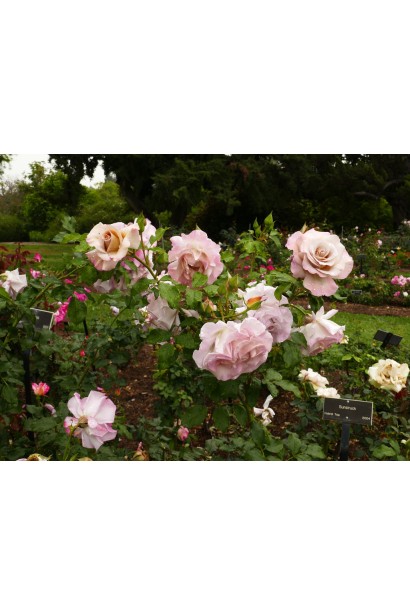 Hybrid tea rose Stephen Rulo